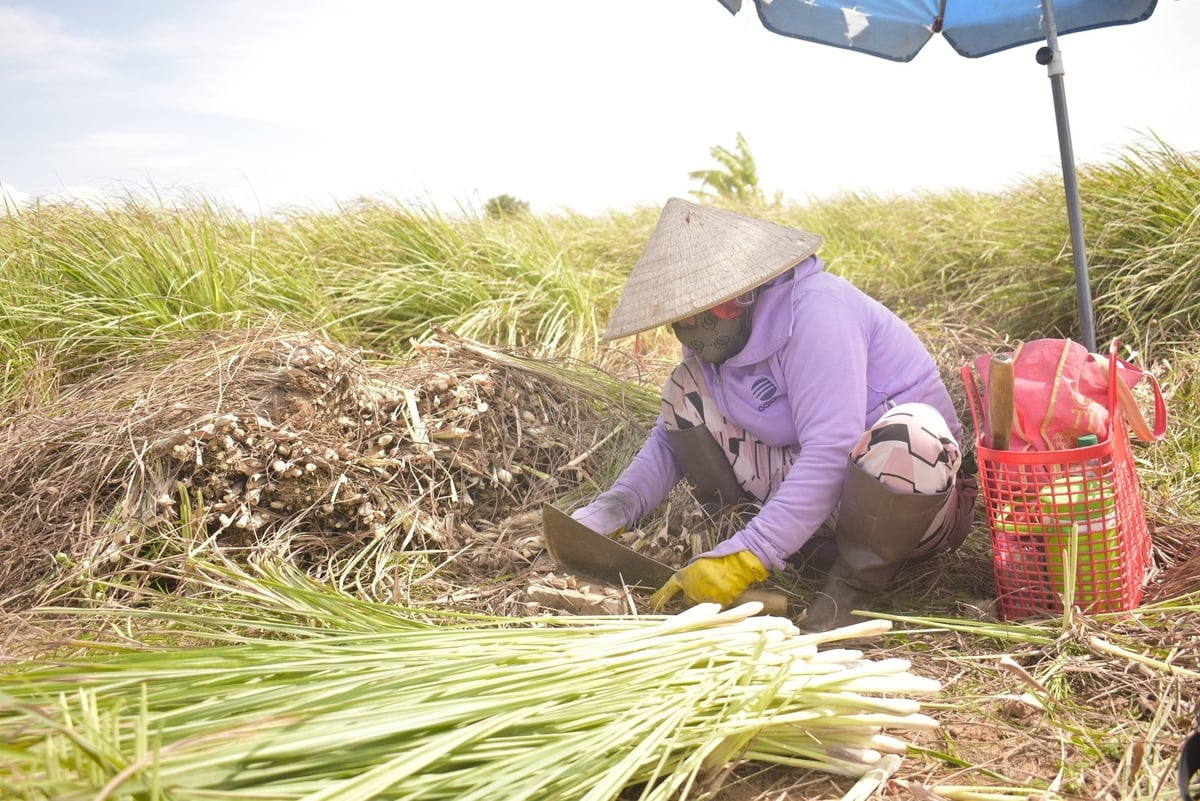 Giá cây sả tăng 2.000 đồng/kg