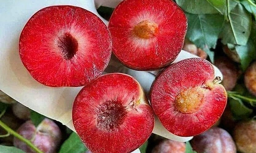 Loạn giá mận hậu đầu mùa