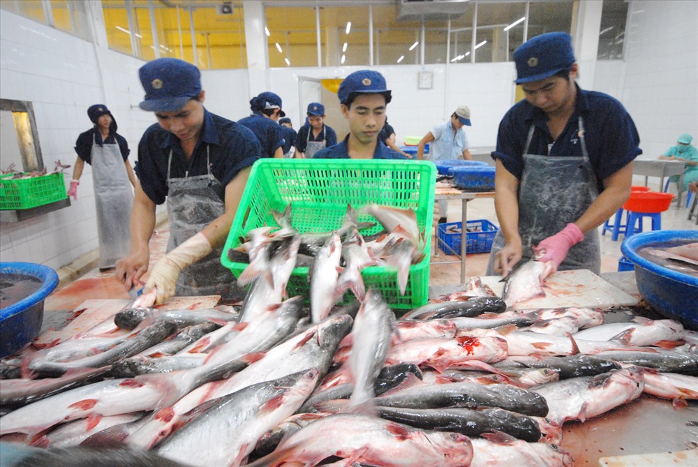 Xuất khẩu cá tra tháng 2/2025: Nhiều thị trường trọng điểm lấy lại “phong độ”