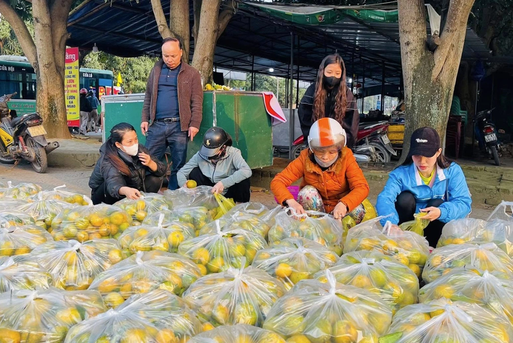 Hàng chục tấn quýt đặc sản ở Nghệ An được giải cứu