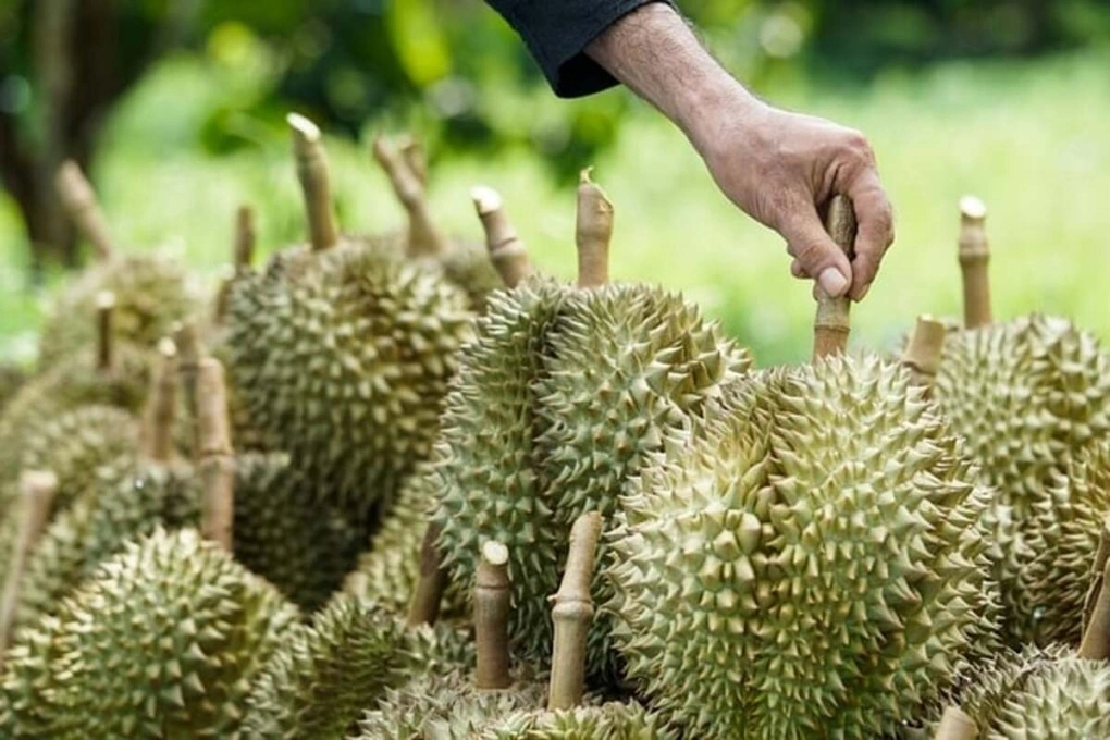 Thái Lan chật vật giữ ‘ngôi vương’ sầu riêng