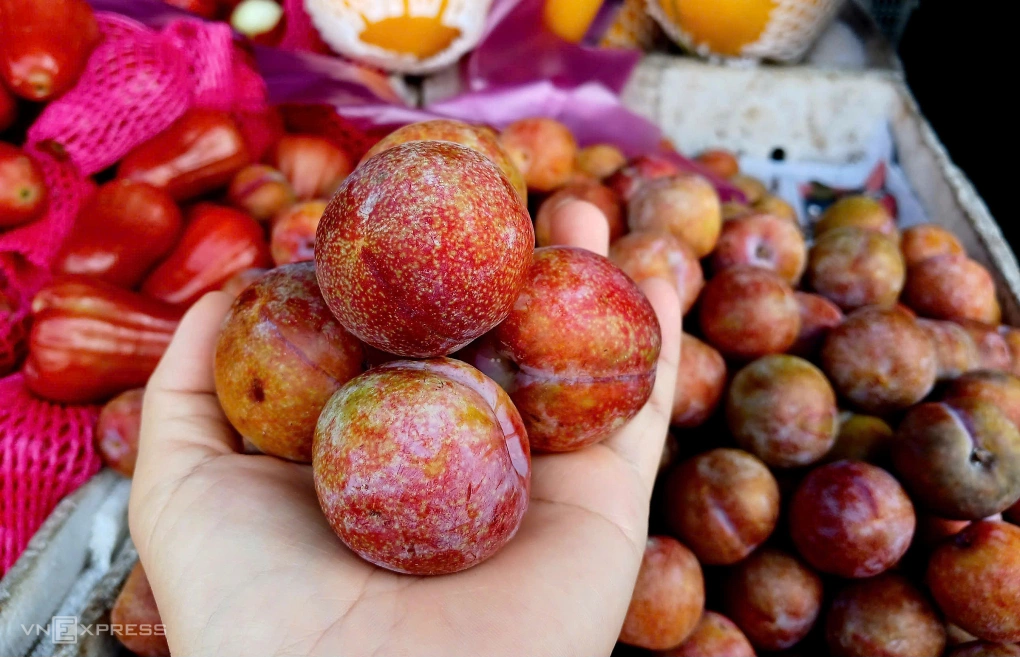 Mận hậu vào mùa giá giảm sâu