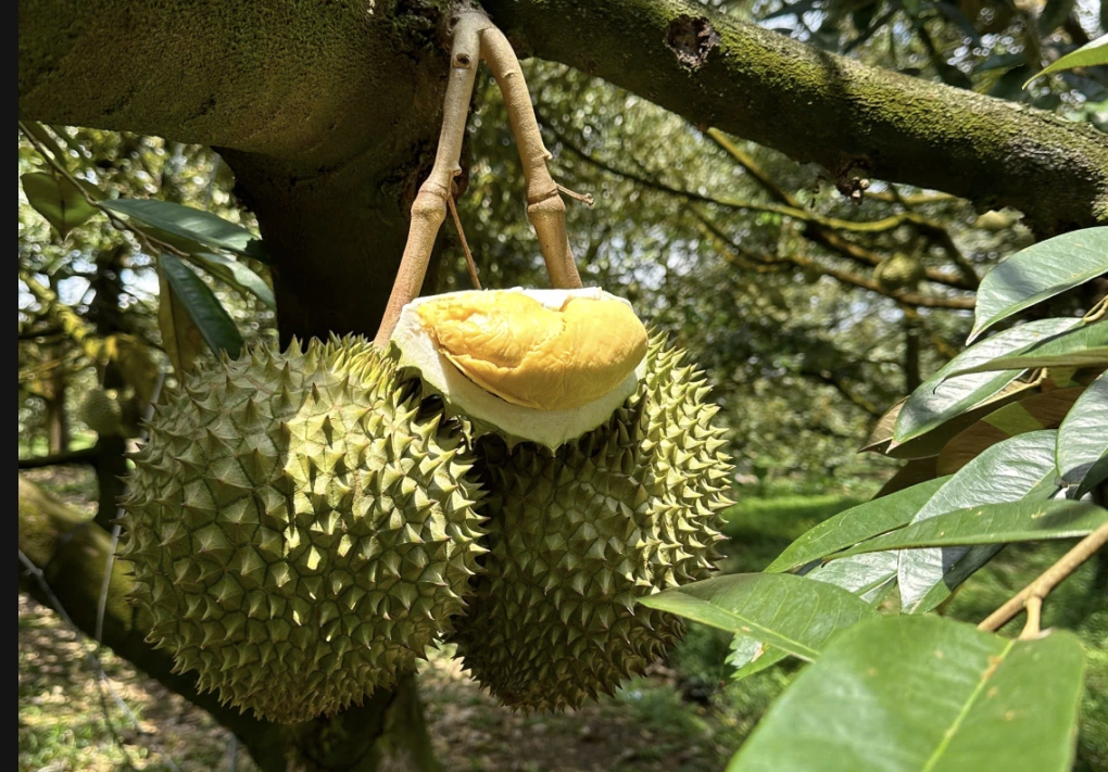 Giá sầu riêng lao dốc