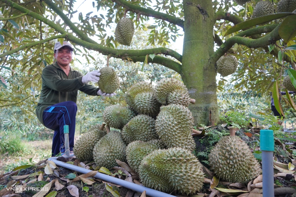 Xuất khẩu rau quả phục hồi