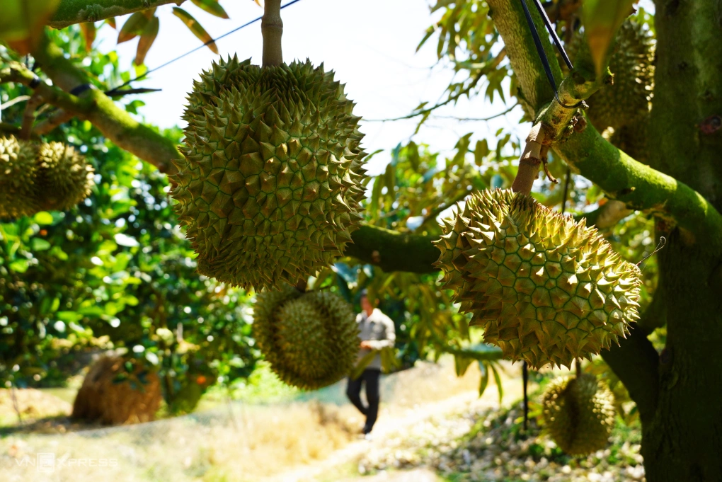 Xuất khẩu sầu riêng tiếp tục giảm