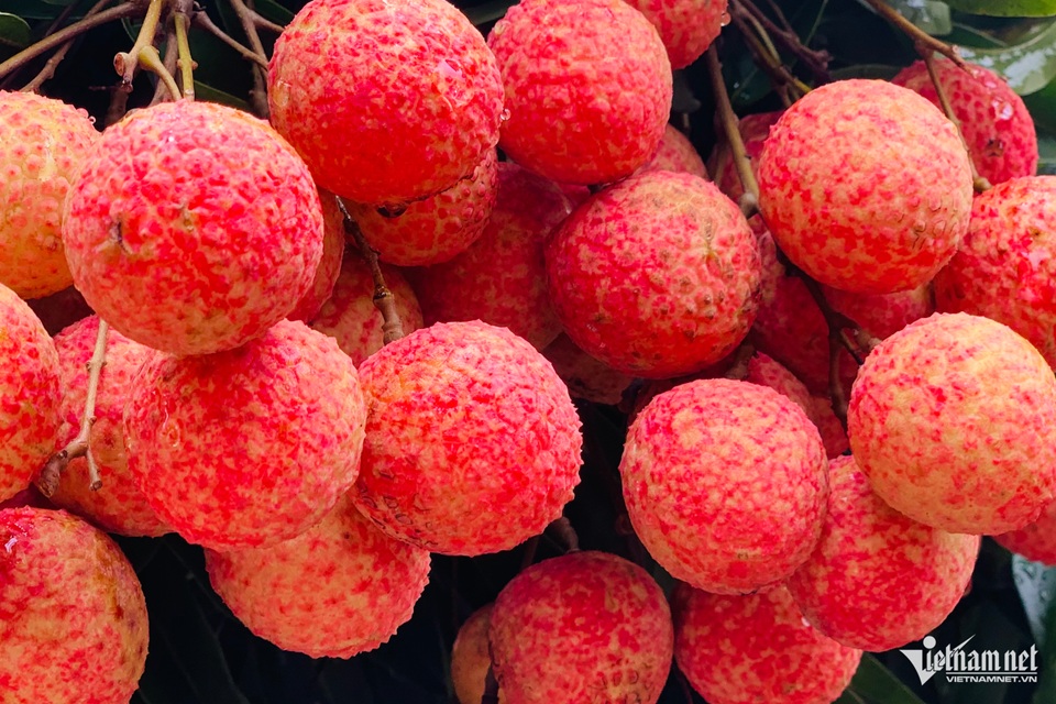 Thương nhân Trung Quốc đến Bắc Giang mua 4.000 tấn vải thiều chỉ trong 10 ngày