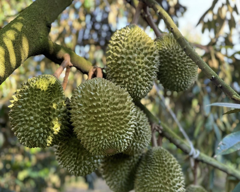 Trung Quốc thống nhất gỡ vướng xuất khẩu sầu riêng Việt Nam, sẽ có 'luồng xanh'