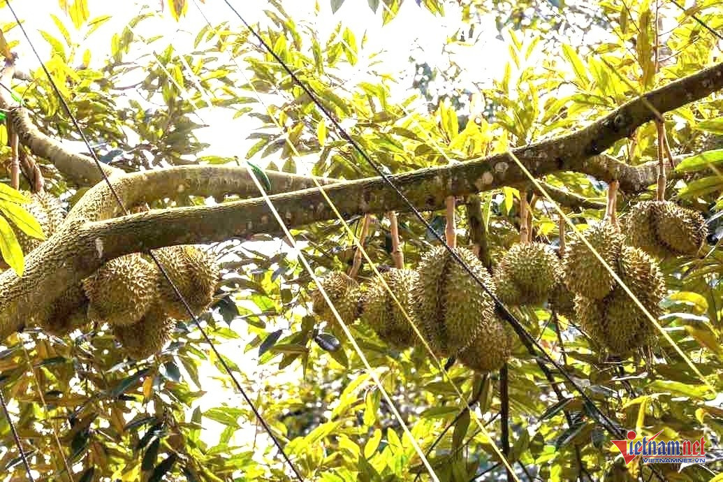 Bảo vệ nghiêm ngặt sầu riêng, 'thủ phủ trái cây tỷ USD' kiến nghị khẩn lên bộ