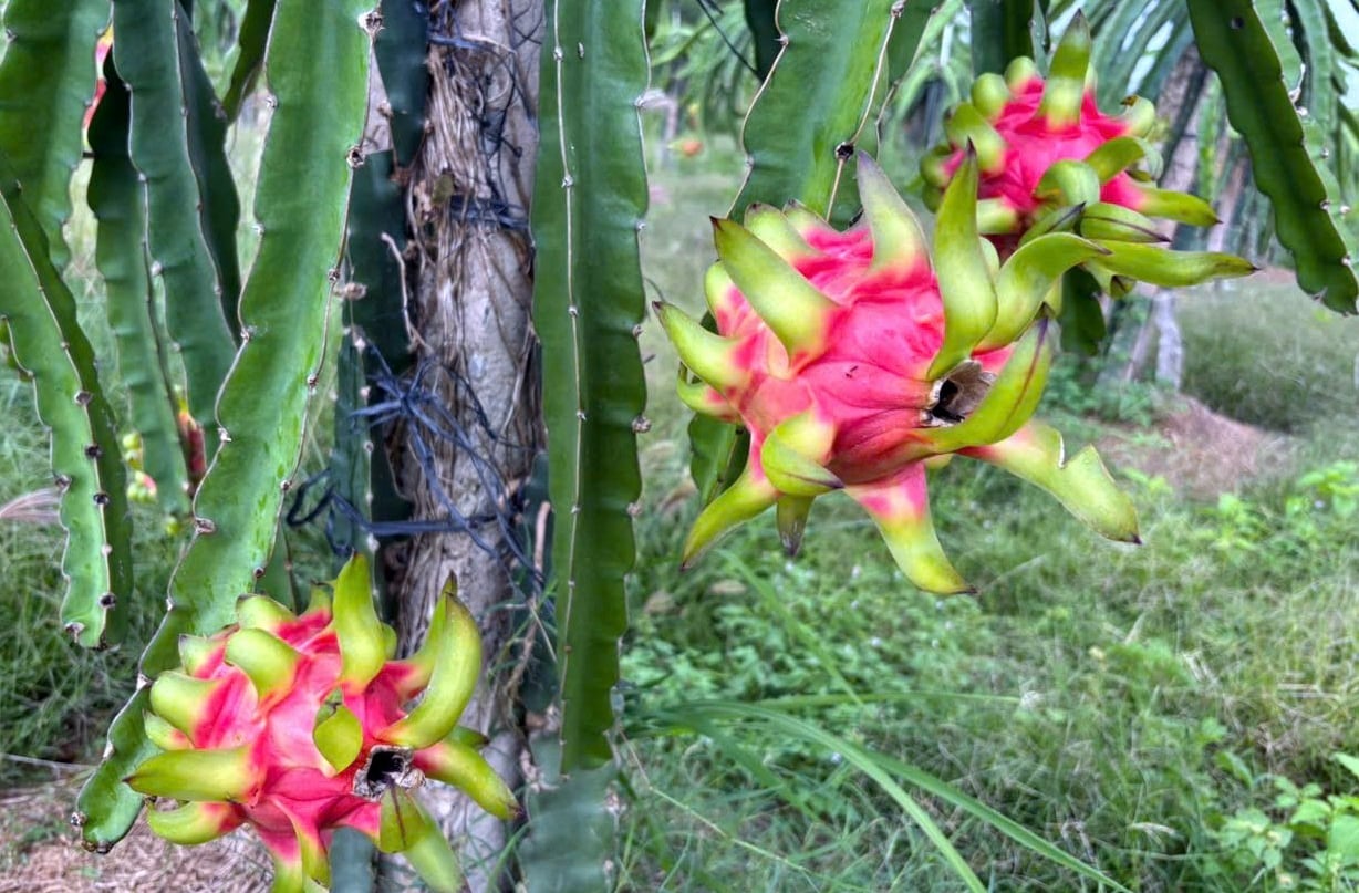 Thanh long GlobalGAP ‘tắc’ đường sang châu Âu