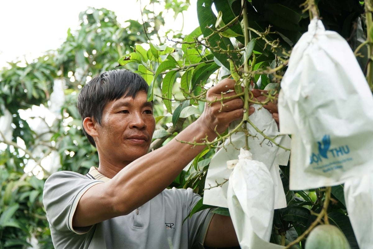 Giá xoài giảm mạnh, người dân thua lỗ nặng